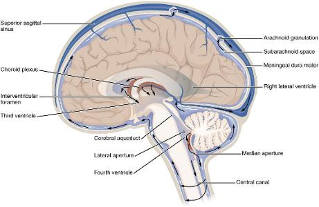 Which of the following is a function of the cerebrospinal fluid in the brain?