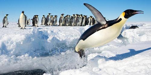 Which documentary film follows the lives of penguins in Antarctica?