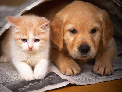 Are you more a Cat Or Dog person?