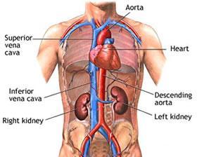 You have two kidneys, one on each side of your abdomen. What is the second kidney for?