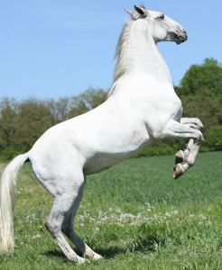 What color is the horse pictured?