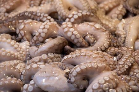 How many hearts do octopuses have?