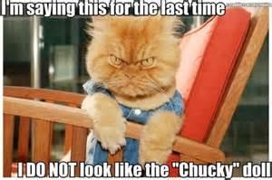 Its the Curse of Chucky....Cat?