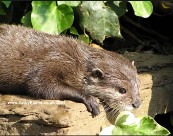 Frogot one RP time! you are an otter and you found a fish you see another otter coming close what should you do.........................................