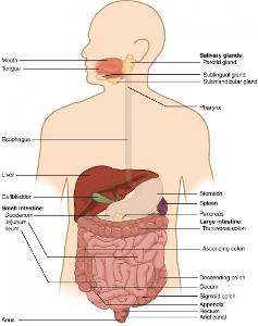 Which of the following is NOT part of the digestive system?