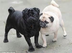 Would you rather be a black pug? or a tan pug?