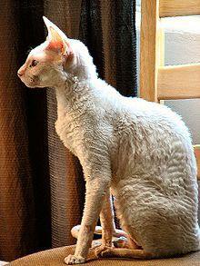 This breed is lanky and has slightly curled fur. They look a bit funny don't they c: