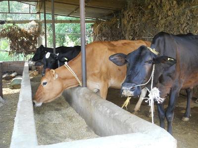 What is the major source of income from cow farming?