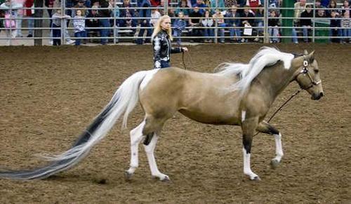 What is the record for the longest tail on a horse?