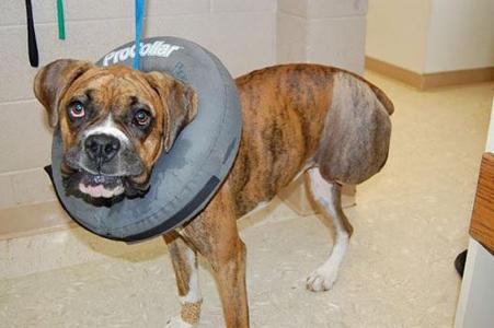 A boxer was rescued after his owner abused her and is available for adoption. What is the Boxer's name?