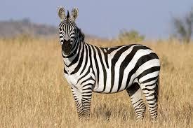 The fastest land animal in the world is the zebra.