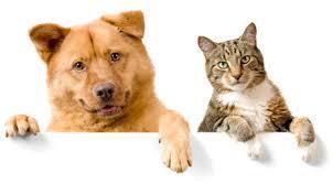 Are dogs superior to cats?