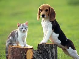 Ok what do you think of dogs and cats?