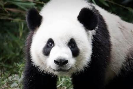 What percent of a pandas diet is bamboo? (Do not include percent sign)