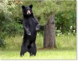 RP 1: You are walking in a forest and suddenly a bear attacks you What do you do?