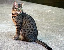 This elegant breed has the Egyptian word for "meow" in its name! It is also considered the fastest domestic cat breed.