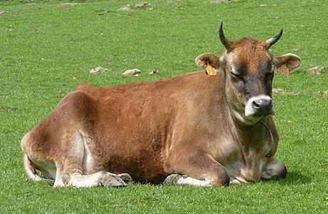 What color is a Jersey cow?