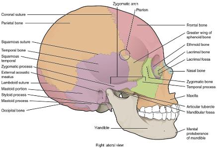 Which of the following bones is NOT part of the human skull?