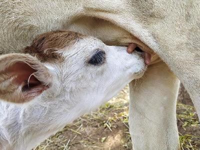 What does a calf drink from its mother?
