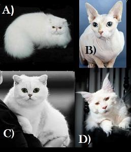 If Pellinore Warthrop was a cat, which breed would he be? (This is a crucial question, so choose carefully.)