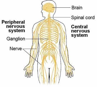 What is the main function of the nervous system?