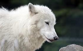 Are u wolf smart? *Meaning u know everything about wolves*