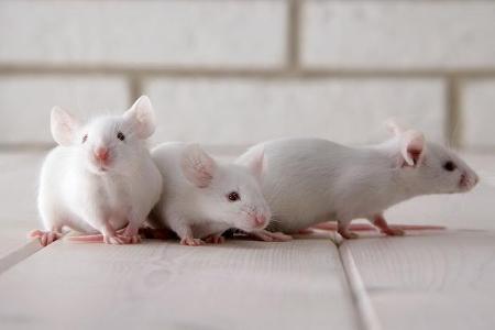 Can mice be kept together?