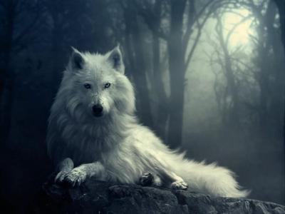 what kind of wolf have u always thought you were?