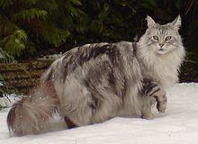 Easy one for starters! This is the biggest of all domestic cats, a stocky, well-built breed, with a trademark tabby "M" on their heads!