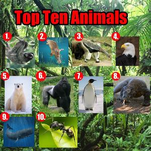 What is your favorite animal?