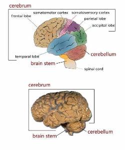Which of the following is not a region of the brainstem?