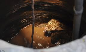 You see an animal fall in a well