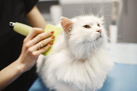 How do you handle pet grooming?