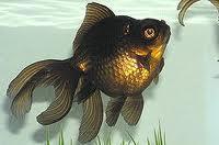 The Black Moore is a goldfish. True or false.