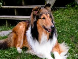 When you are on your way to the shop you see a bunch of people around a car. You see a lovely collie dog injured and whimpering. The family who own it are saying is anybody here a doctor. You studied vetinary in college. What do you do?