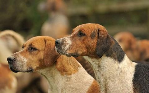Dogs - what sound do these hounds make?