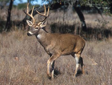 Male deer grow new antlers each year