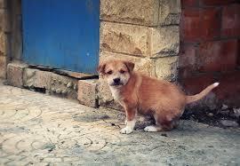 While you're walking down the street, you see a lost puppy huddling in the shadows. How is your reaction?