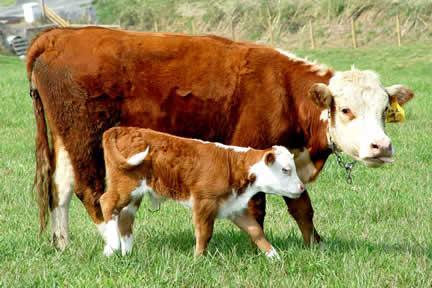 what is a baby cow called?