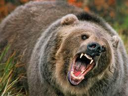 You are being mauled by a bear what is your reaction?