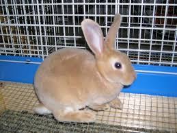 What breed of rabbit is this?