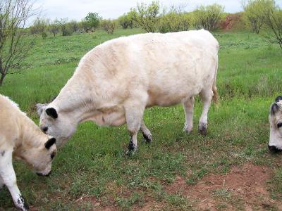 What is a female cow called?
