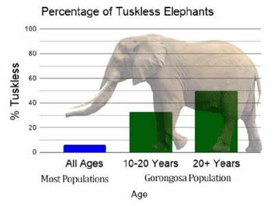 Around how much does an adult elephant weigh?