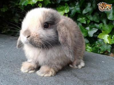 What breed of rabbit is this?