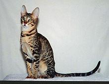 This fully domestic breed was meant to look like a wild serval and is named after the serval's natural habitat.