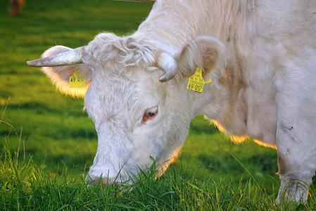 When does a calf begin to feed on grass?