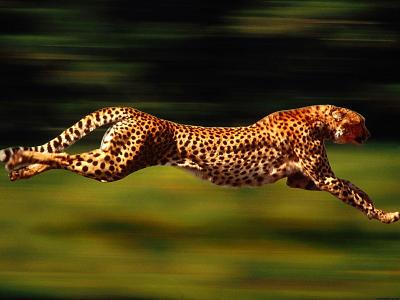 In this picture below how fast is this cheetah going?