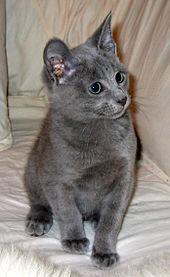 Another well-known breed! These lovely cats are a disticnt blueish-gray colour and look as if they're smiling!