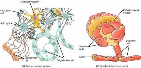 What is the main role of glial cells in the nervous system?