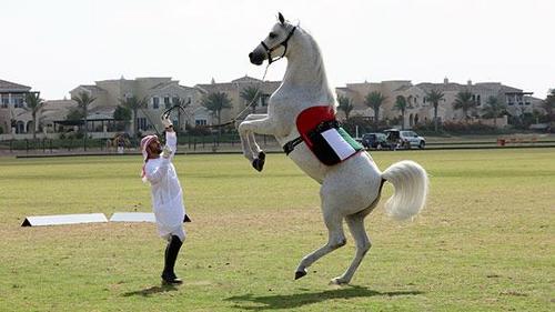 What is the fastest 10 m by a horse on its hind legs? (Achieved by Desert)